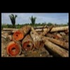 Amazon_Deforestation_01.sized_tn.jpg