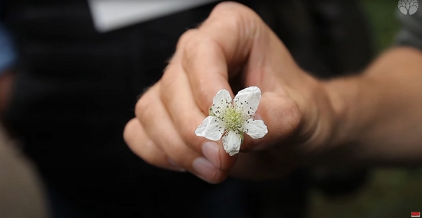 Fleur de ronce