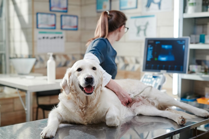 Precision Pet Imaging XRay & Ultrasound