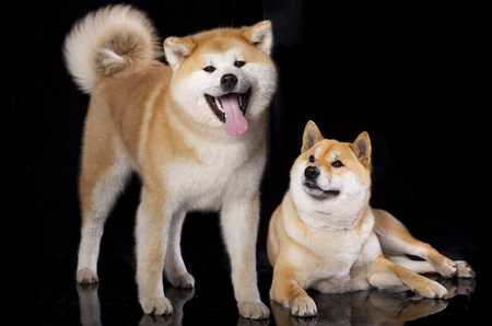 What are the differences between Shiba Inu and Akita Inu? - Featured image