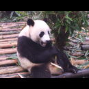 China Pandas 8