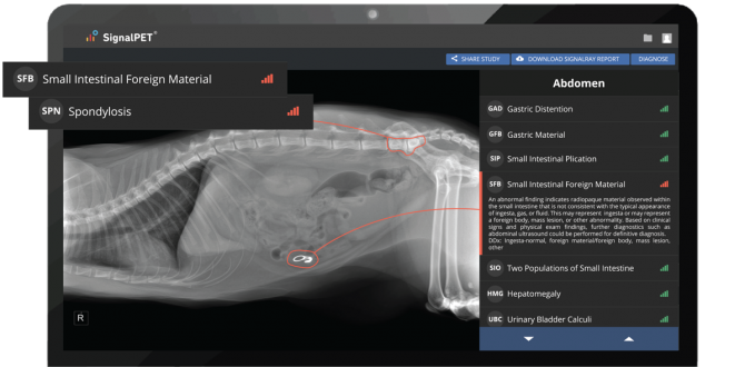 Pet Paradise Launches AI Radiology Platform in Veterinary Clinics
