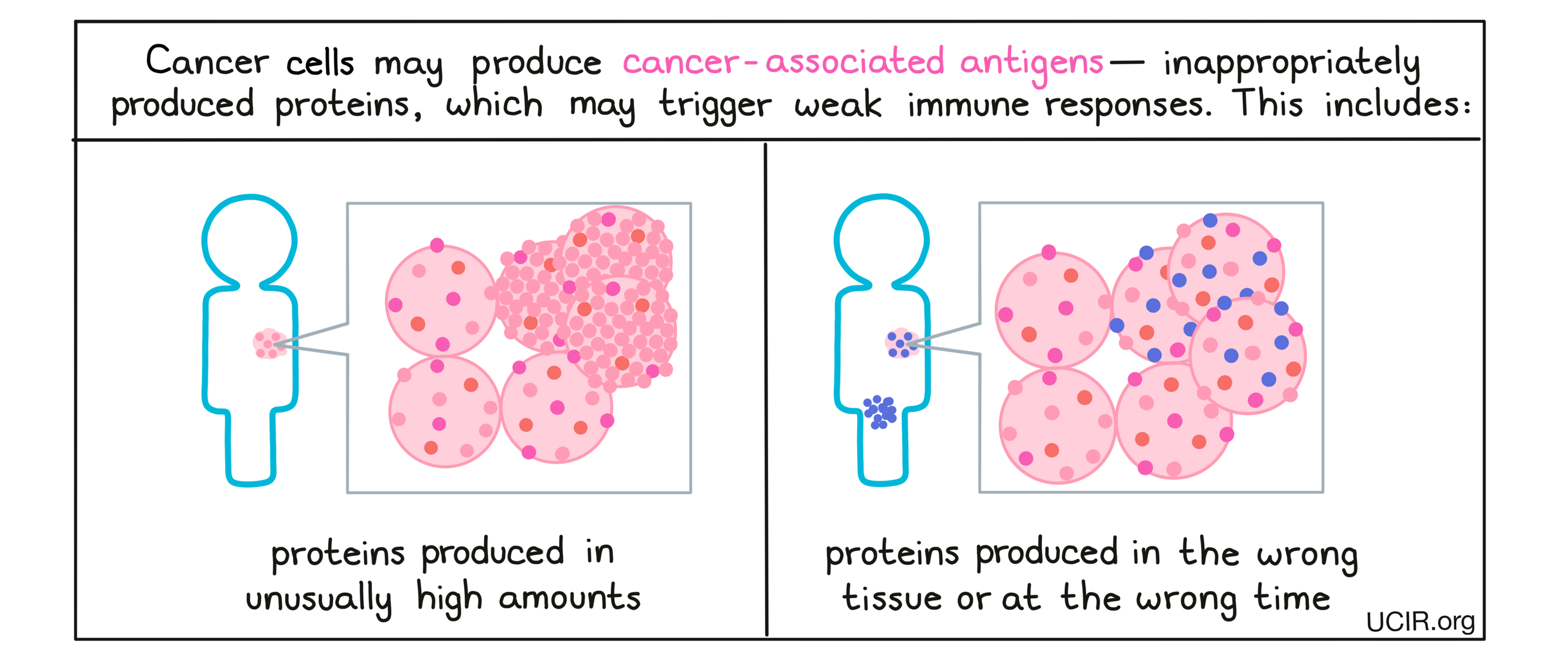 Cancer cells may produce cancer-associated antigens - inappropriately produced proteins, which may trigger weak immune responses