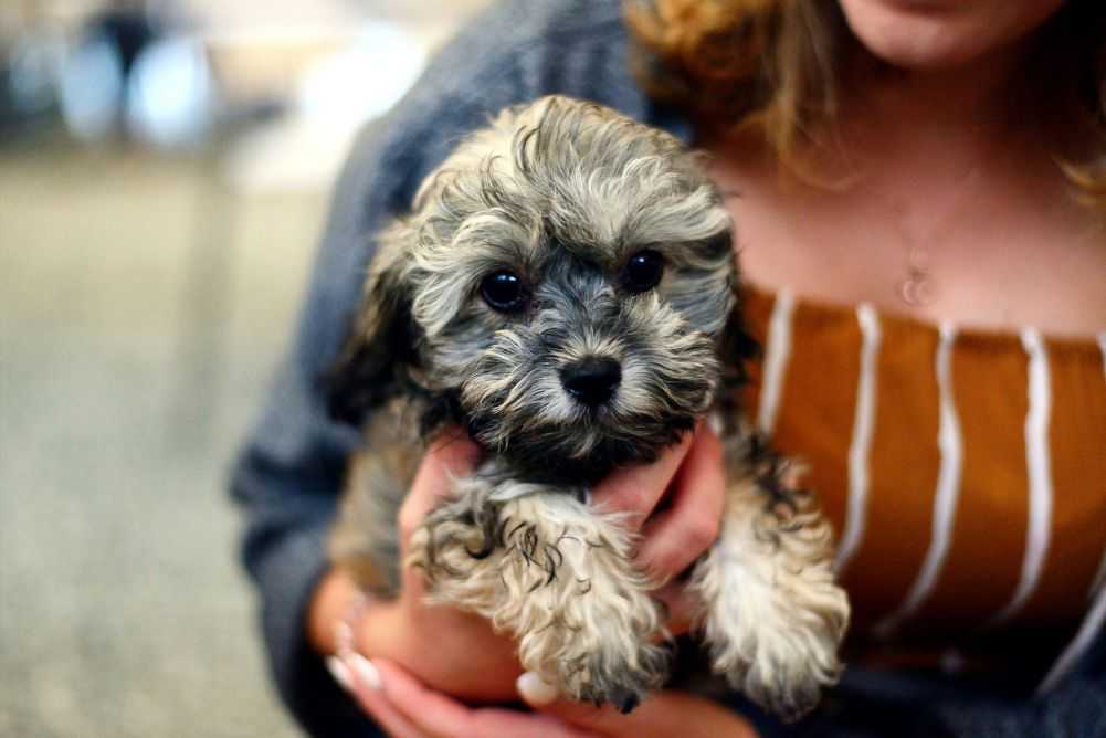 Shih Tzu and Poodle mix. Other names for the Shih Poo include Shoodle and Pooshi.
