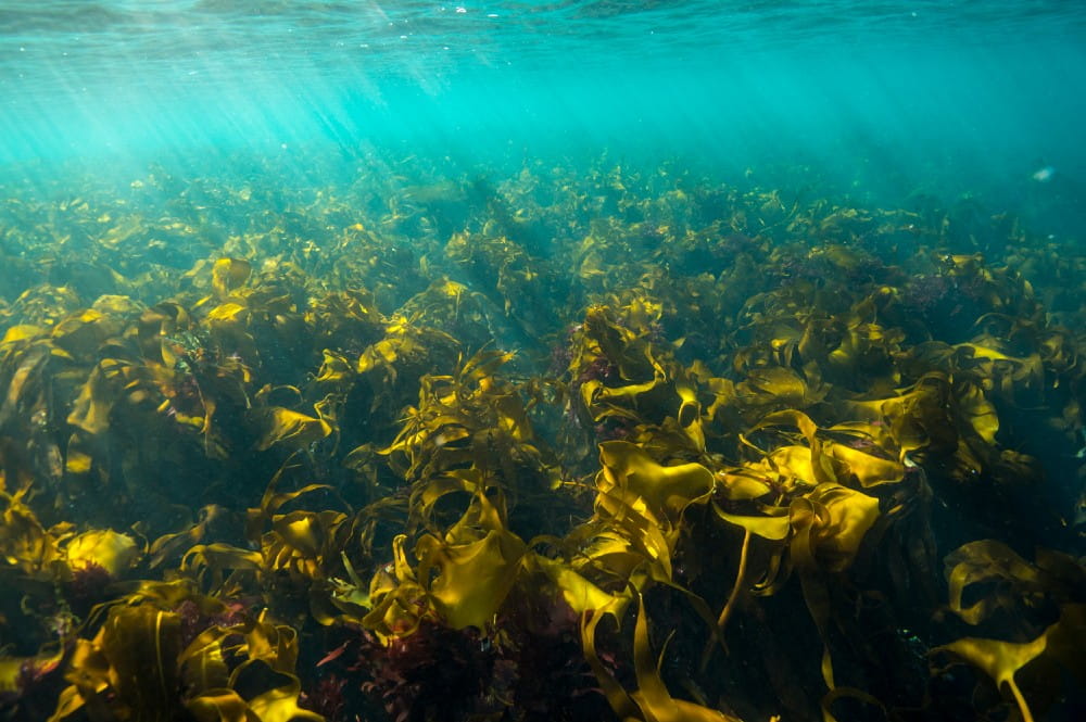 A kelp forest <em>(Laminaria spp.)</em>