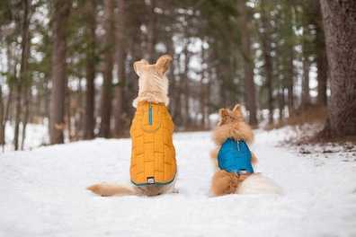 Fun Winter Activities You Can Do With Your Dog