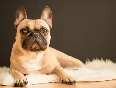 Why Do French Bulldogs Fart so Much?