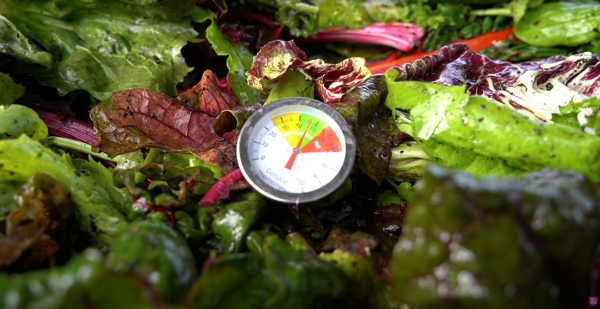 Compost thermometer in fresh vegetable waste