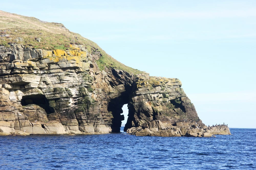 A small seabird colony rests upon a striking natural arch feature on Shapinsay's coast