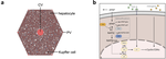 Detoxification and Liver Injury from Acetaminophen (APAP)