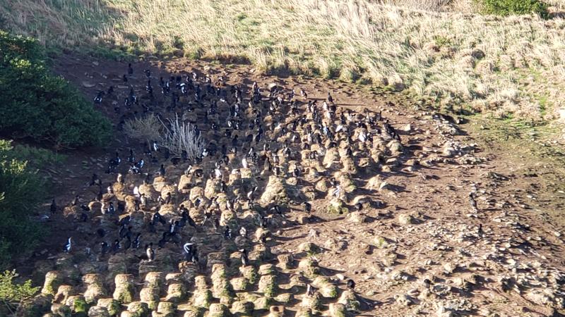 Otago Shags and their mud nests