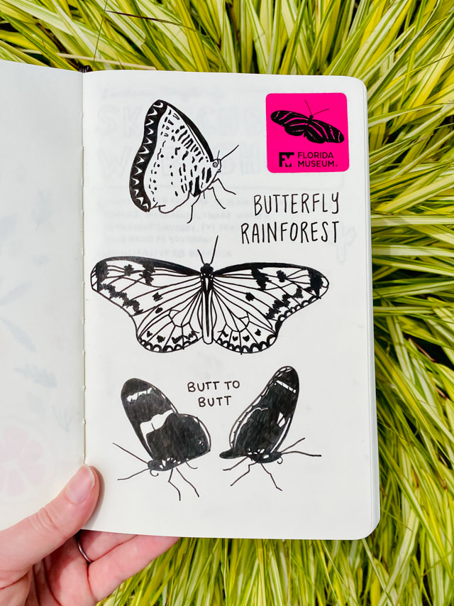 A sketchbook with a sticker that says “Florida museum”. There are 4 felt-pen butterflies, and the words “butterfly rainforest”. Two butterflies are facing away from each other and are labeled “butt to butt”.