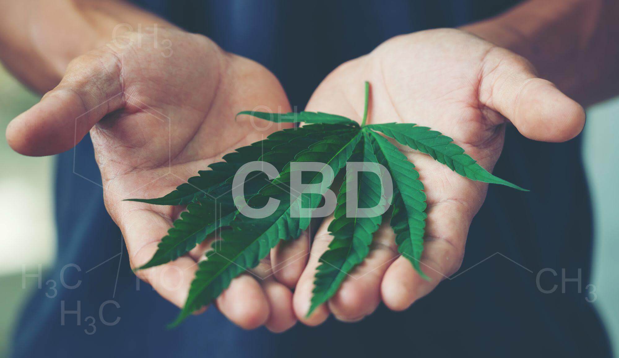 CBD cannabis