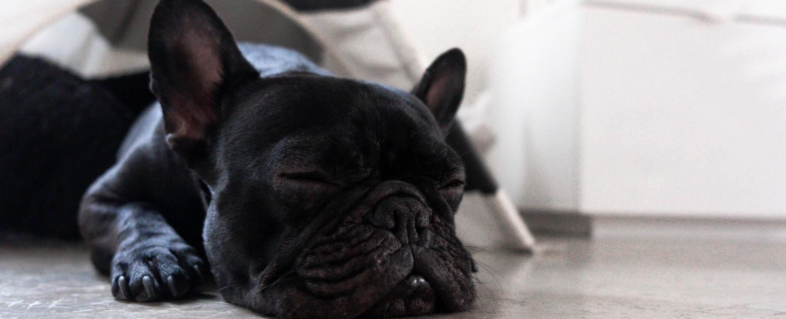 How Much Do Dogs Sleep?