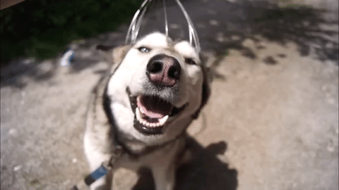 Dog getting head scratched and smiling