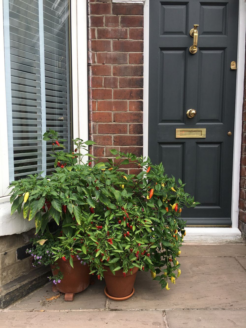 3 varieties of chilli sat outside my front door. Their branches are heavy with chillis, red, orange, and green.
