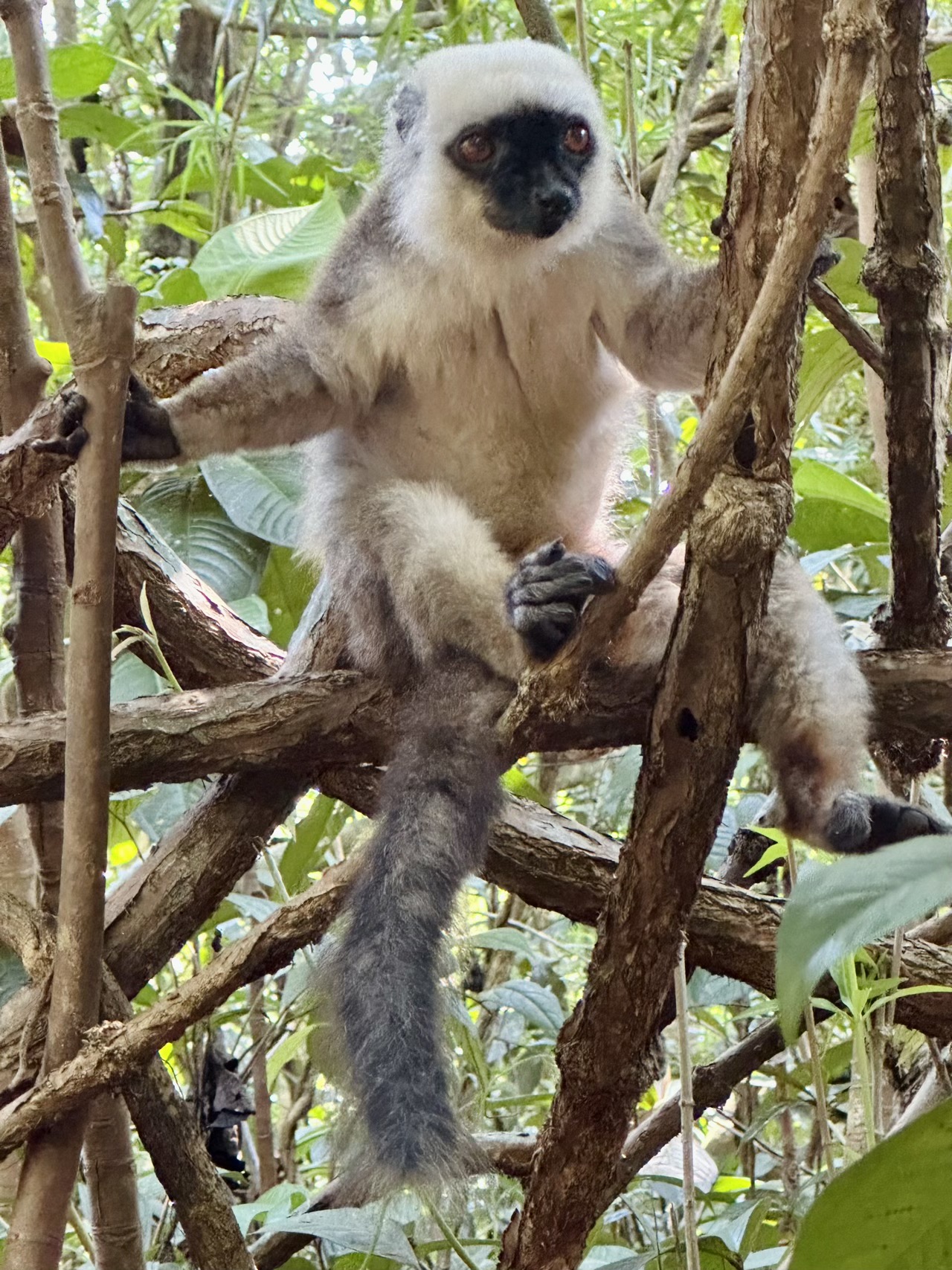 A very friendly lemur