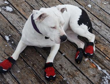 Why Do Dogs Walk Funny in Shoes?