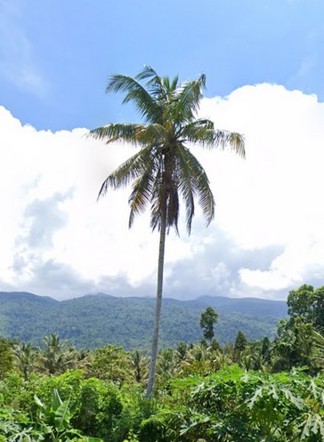 coconut palms