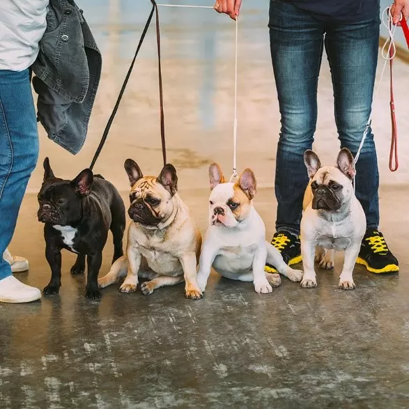 When walking your frenchies