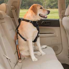 Why Does My Dog Bark in the Car?