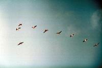 A skein of Greylag Geese in formation