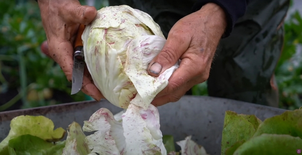 A cabbage being cleaned after harvest