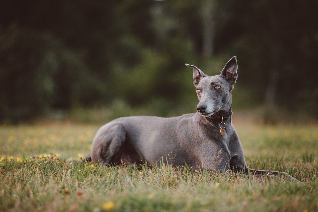 how do you take good portraits for dogs