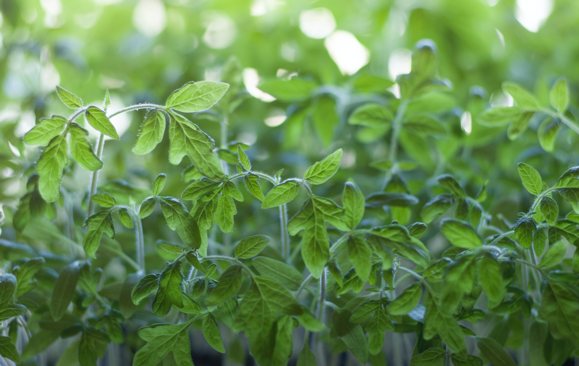 tomato seedlings