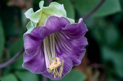 The purple flowers of a cup-and-saucer vine (cobaea scandens AGM)