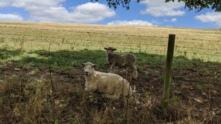 Two sheep laying under a tree behind some wire fence.