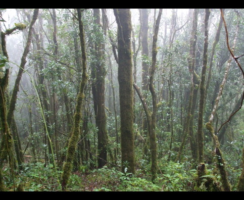 Elsv Rainforest 8