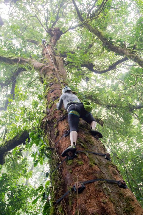 Climb up into the Cloudforest Canopy 