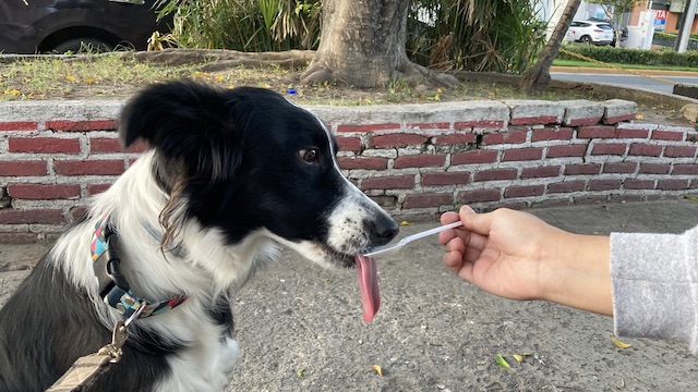 Nina comiendo nieve de vainilla de una cuchara