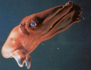 12 Weird and Amazing Deep Sea Creatures