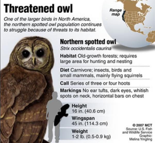 Threatened_Owl.jpg