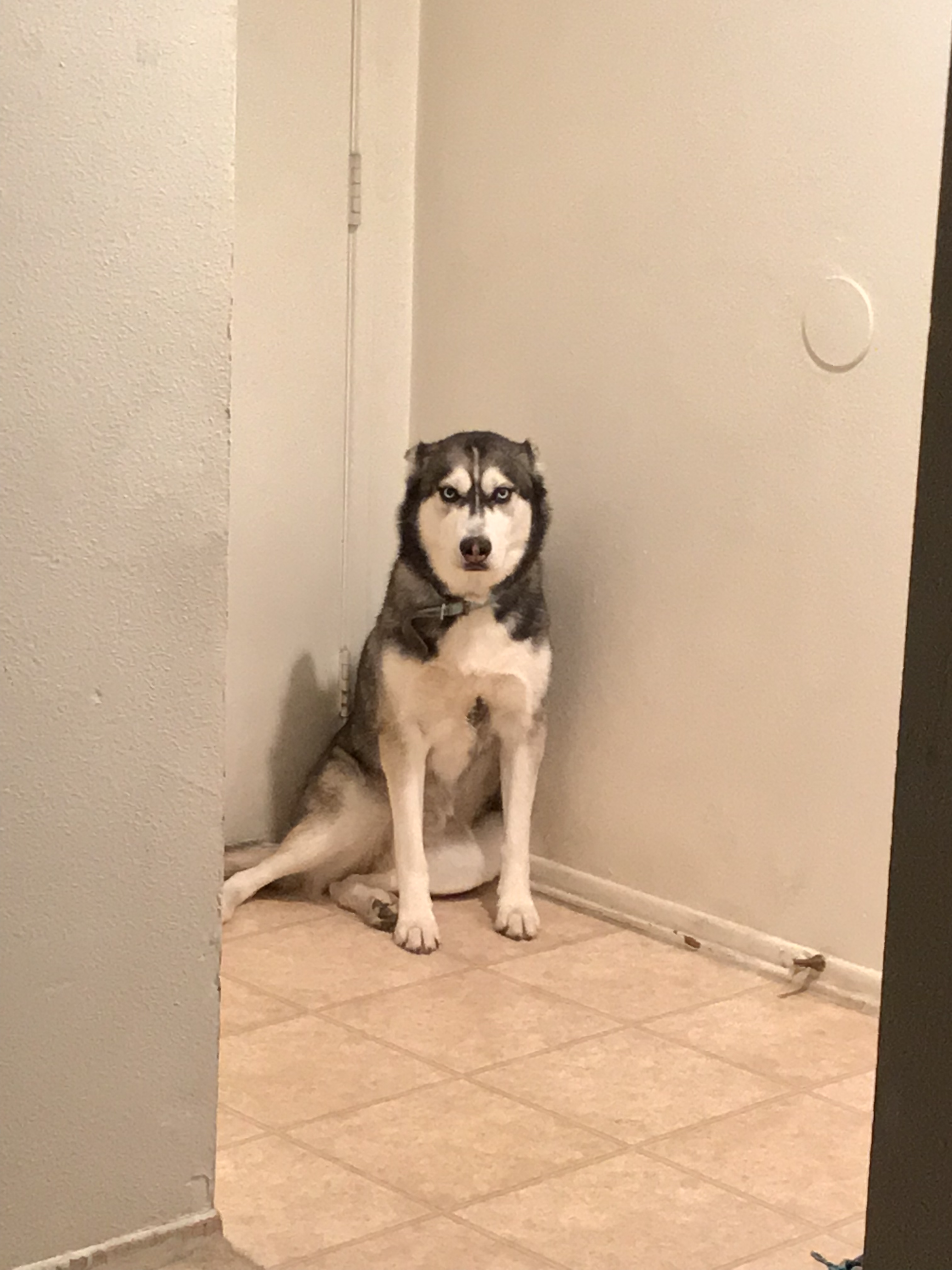 A black and white husky in a corner with a guilty look on her face.