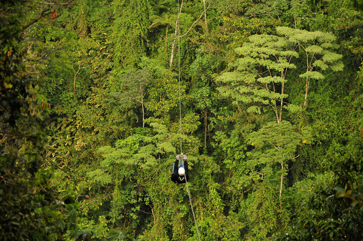 An adventurer zip lines through the forest.