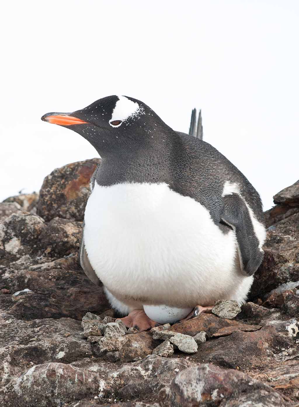 The long-tailed Gentoo penguin incubates eggs