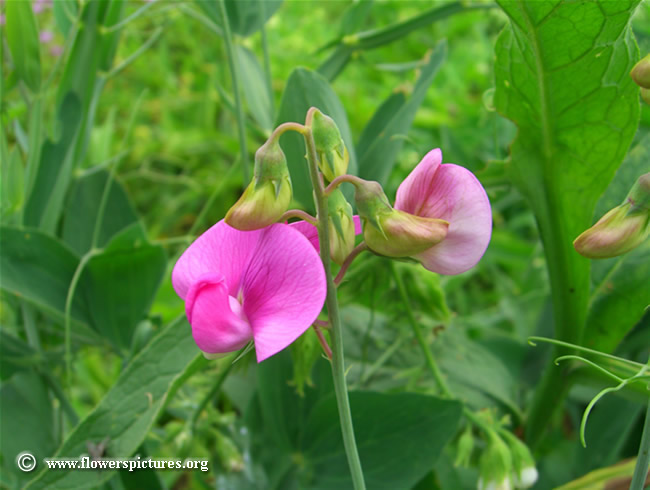 The pink flowers of a sweet pea (lathyrus odoratus)