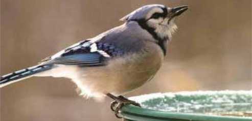 Bluejay perched on a water feeder