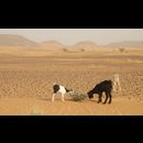 Sudan Desert Walk 17