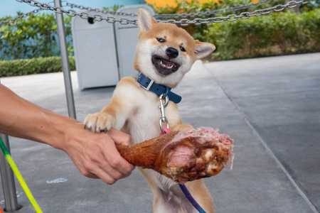 What is the best food for Shiba Inus? - Featured image