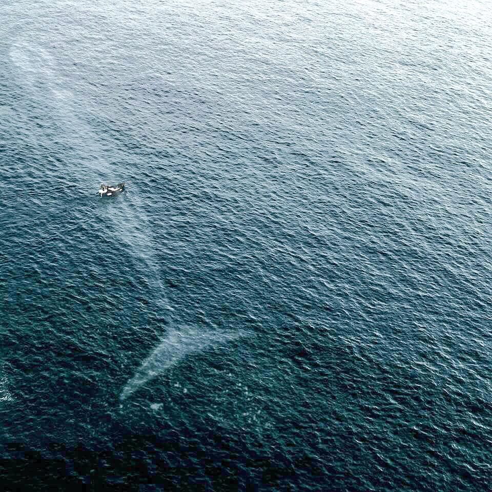 oh my god twitter doesn’t include alt text from images in their API