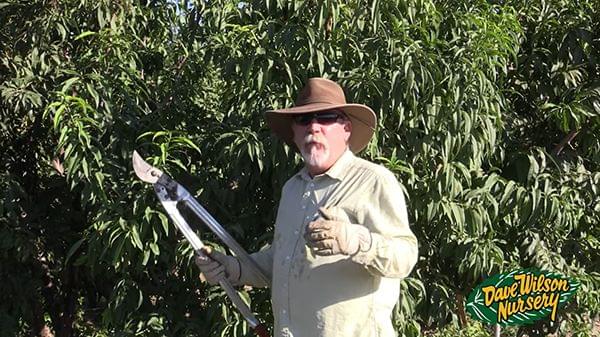 Free Workshop: Hands-on Pruning with Tom Spellman