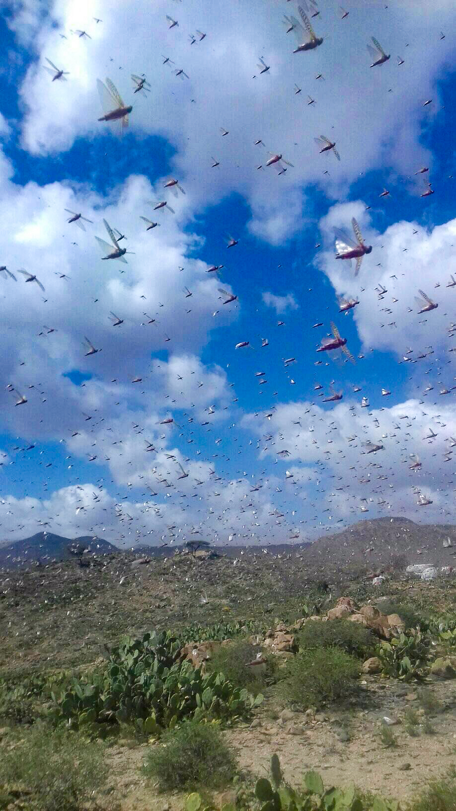 A locust swarm in Somaliland