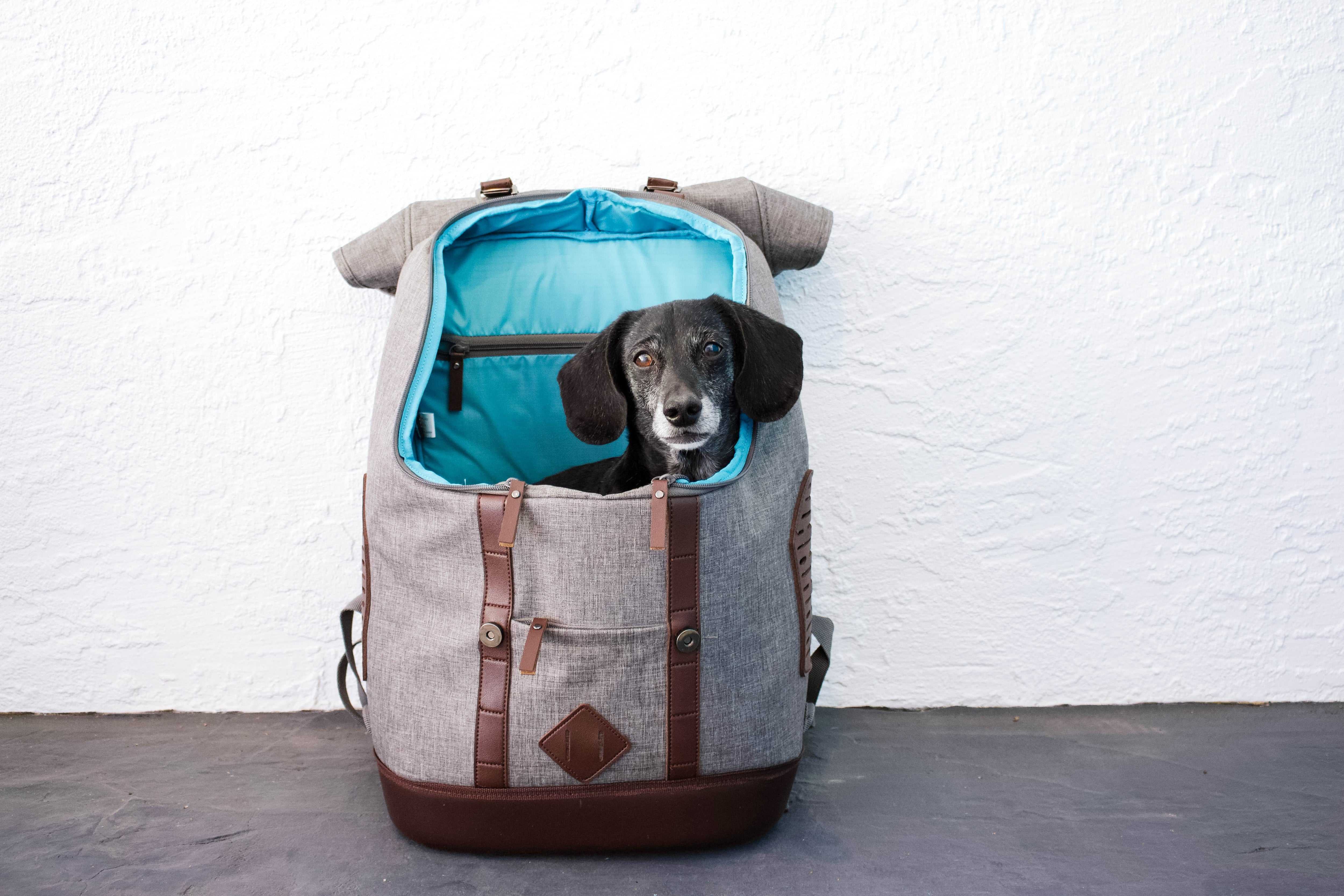 dachshund carrying backpack