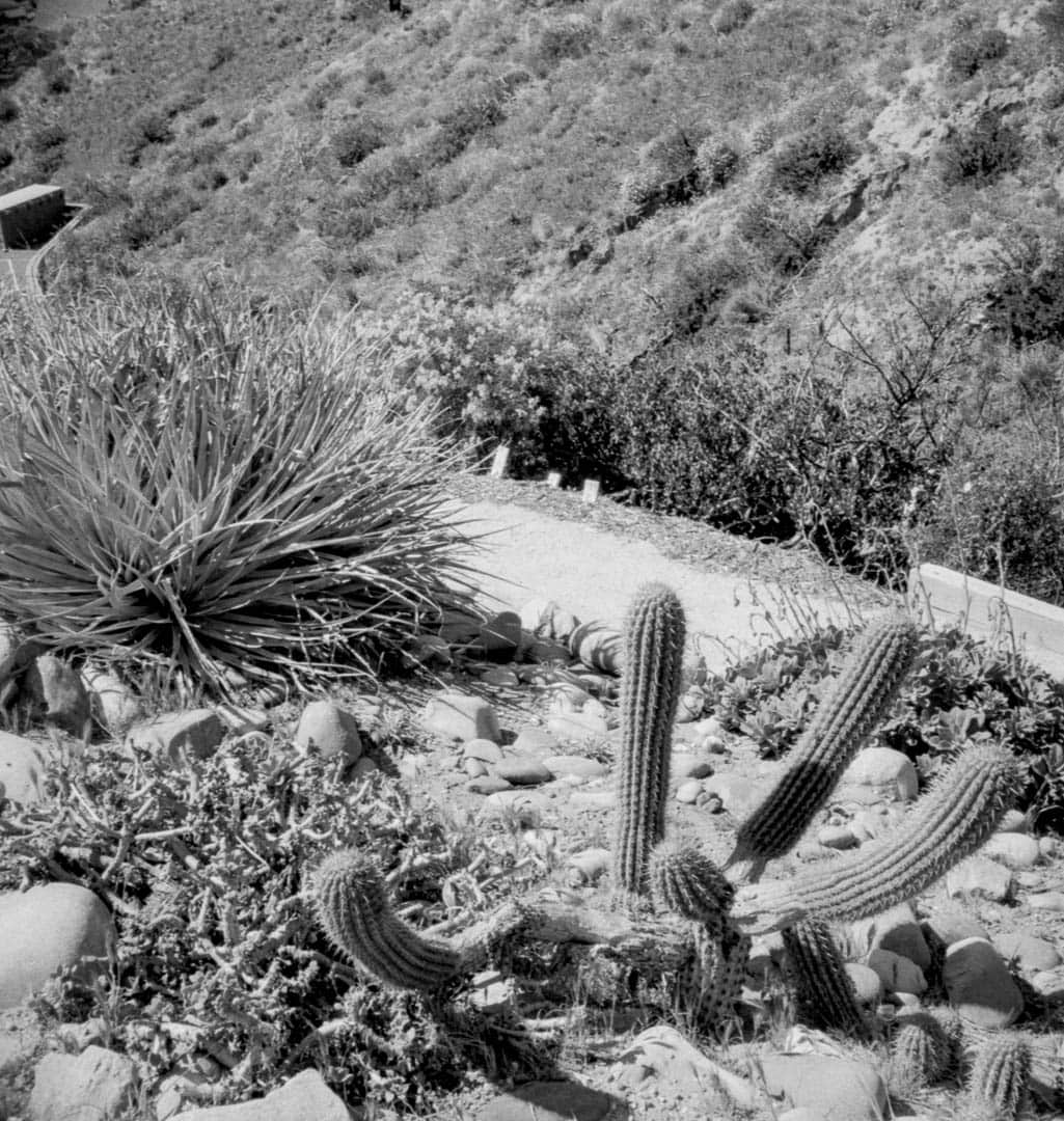 A cactus next to a ravine