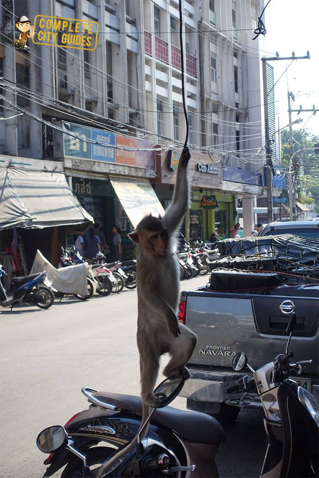 Monkey climbing around in the city of Lopburi