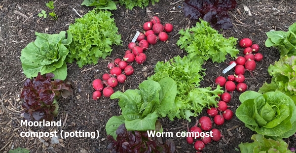 Worm compost vs. Moorland Gold potting compost